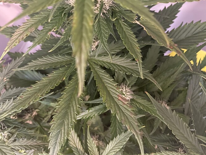 IMG_3714