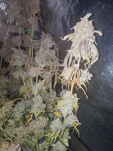 Growreport Bild 6