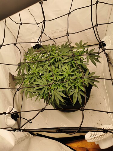 Growreport Bild 1