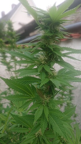 BB3