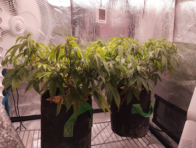 IMG_20241103_193817 - Kopie