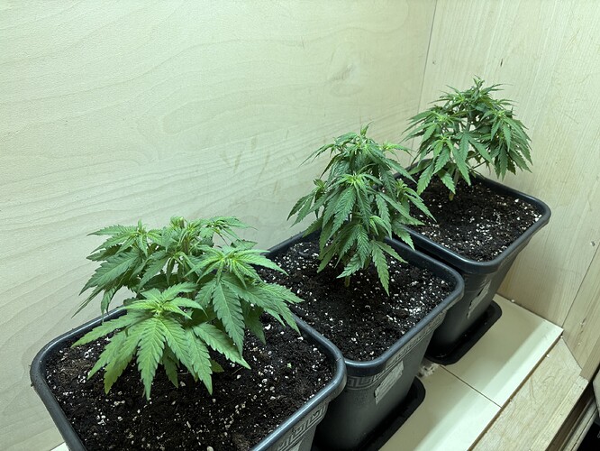 Growreport Bild 12