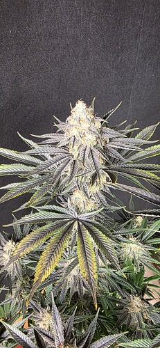 Growreport Bild 23
