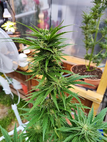Growreport Bild 5