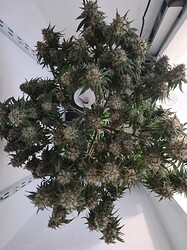 Growreport Bild 144