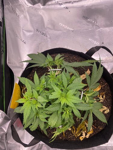 Growreport Bild 6
