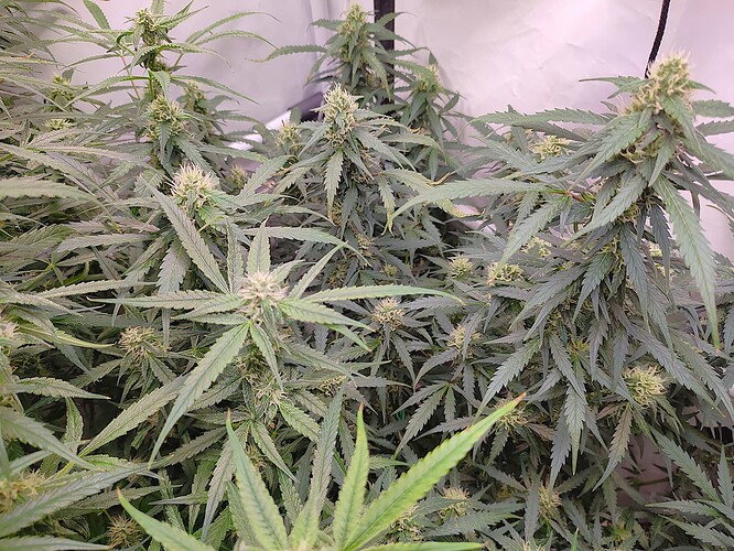 Growreport Bild 6
