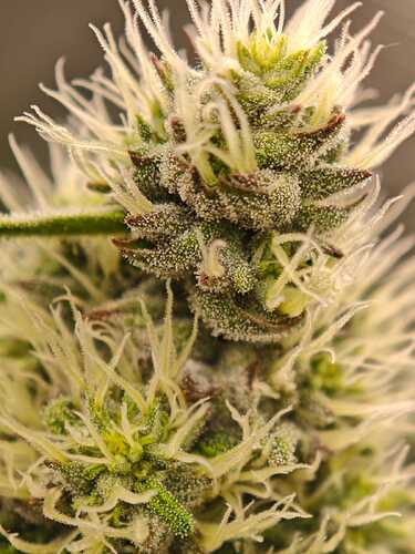 Growreport Bild 16