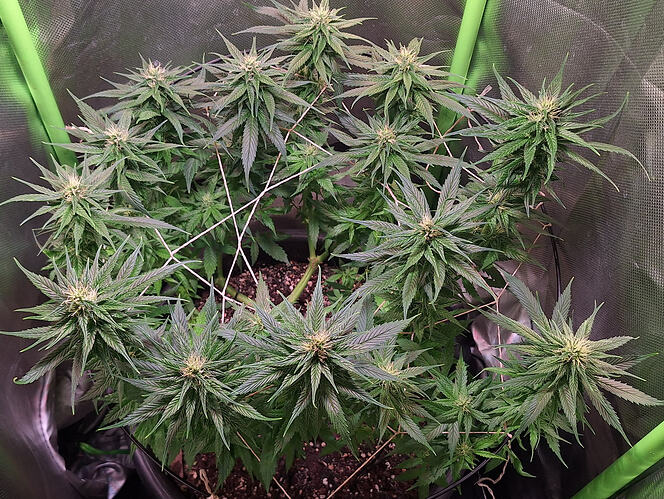 Growreport Bild 15