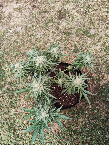 Growreport Bild 28