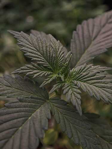 Growreport Bild 1