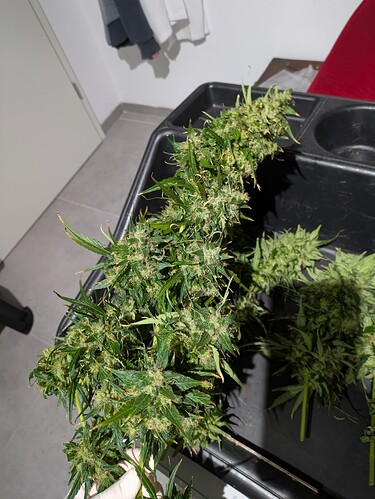 Growreport Bild 4
