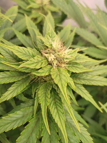 Growreport Bild 20