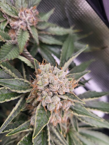 Growreport Bild 2