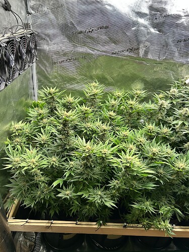 Mehrere Cannabis-Pflanzen in der Blütephase in einem Growzelt, mit Lüftern an der Decke.