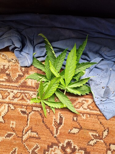 Eine grüne Cannabispflanze mit mehreren Blättern liegt auf einem gemusterten Teppich, bedeckt von einem blauen Stoff.