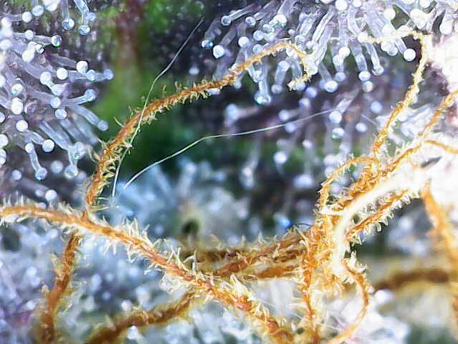 Growreport Bild 3