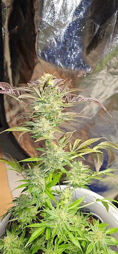 Growreport Bild 28