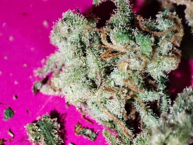 Growreport Bild 9