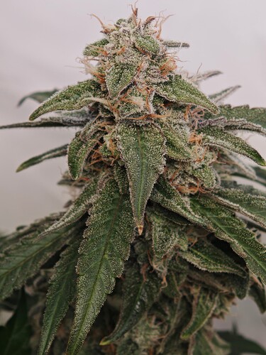 MVIMG_20251116_205507