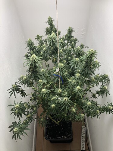 Growreport Bild 11