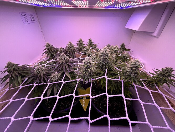 Zwei Cannabis-Pflanzen in der Blütephase unter einer LED-Beleuchtung in einem Grow-Schrank, fixiert durch ein Scrog-Netz.