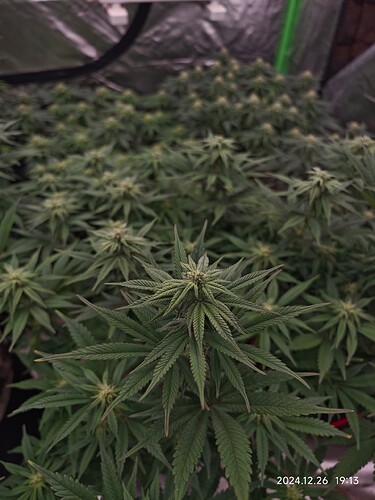 Growreport Bild 8