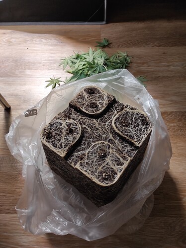 Growreport Bild 3