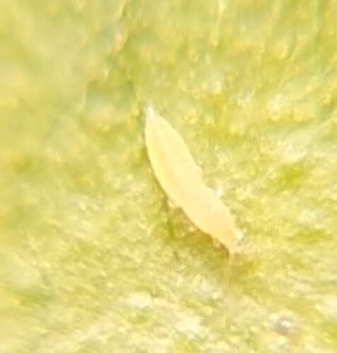 Screenshot_20250209_220746_Gallery