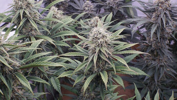 Growreport Bild 9