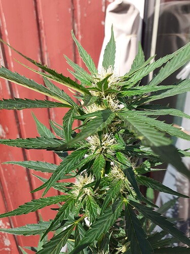 Growreport Bild 78