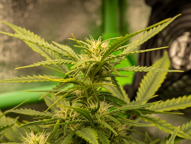 Growreport Bild 14