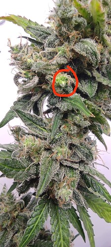 Growreport Bild 47