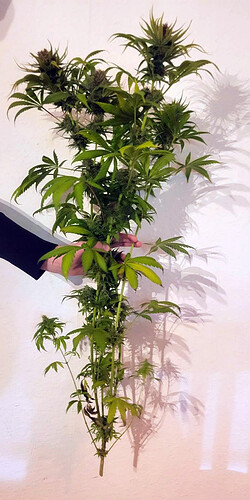 Durban Poison nach der Ernte