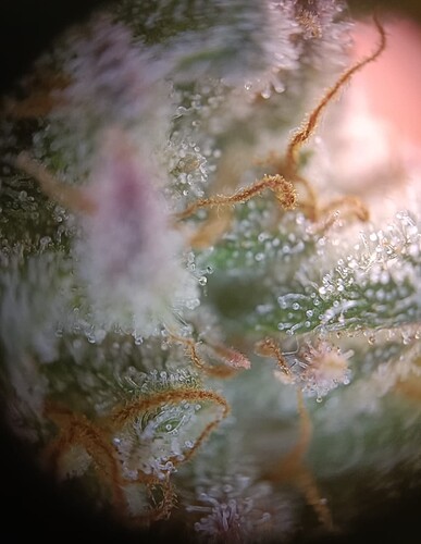 Growreport Bild 5