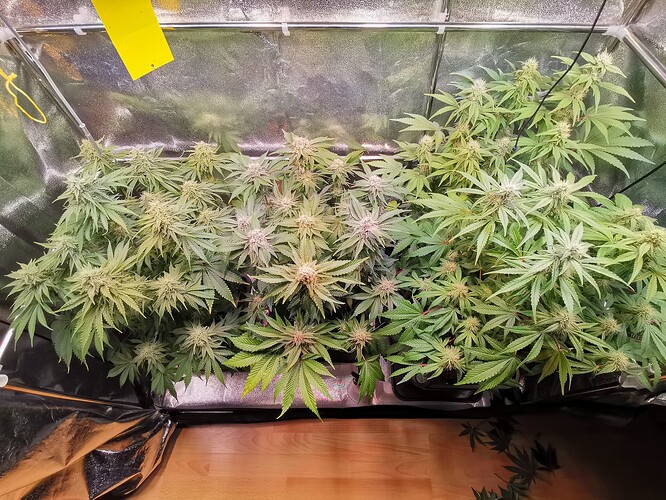 Growreport Bild 1
