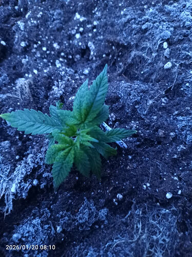 Growreport Bild 5
