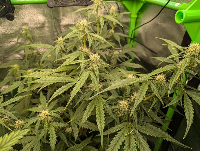 Growreport Bild 36