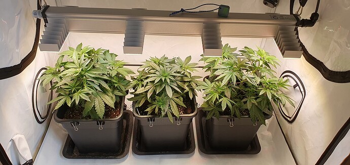 Growreport Bild 3