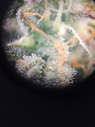Growreport Bild 98