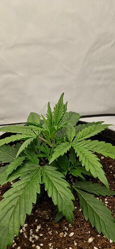 Growreport Bild 22