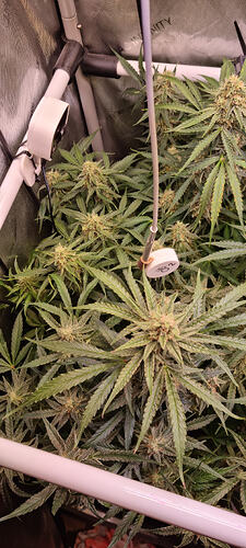 Growreport Bild 5