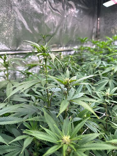 Growreport Bild 7