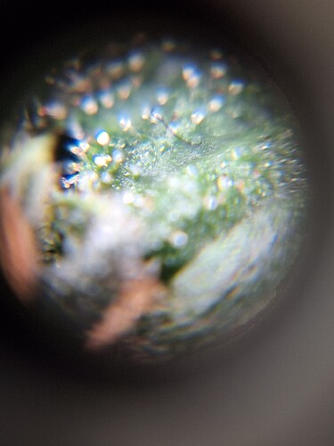Growreport Bild 4