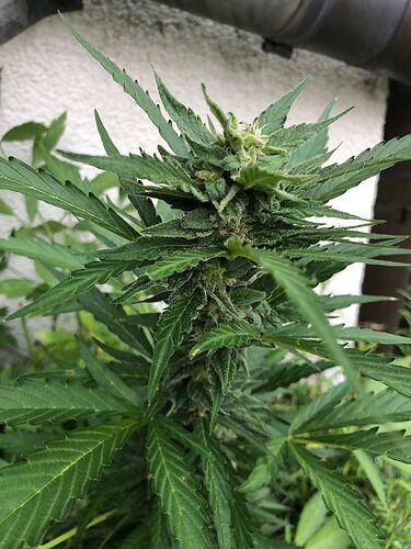 WhatsApp Image 2024-08-03 at 20.44.23