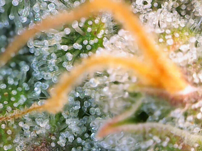 cap_68d5d92b9a20b5fb7f81468b4e7a3e40_00_04_11_02