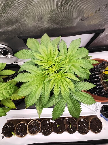 Growreport Bild 6