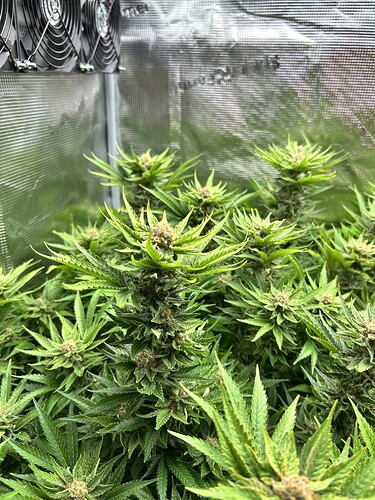 Nahaufnahme von Cannabis-Pflanzen in der Blütephase, mit sichtbaren Trichomen und Blütenkelchen. Im Hintergrund sind Lüfter und reflektierende Zeltwände zu erkennen.