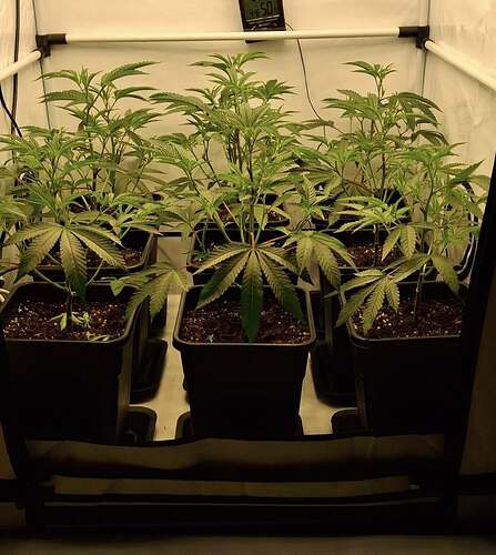 Growreport Bild 28