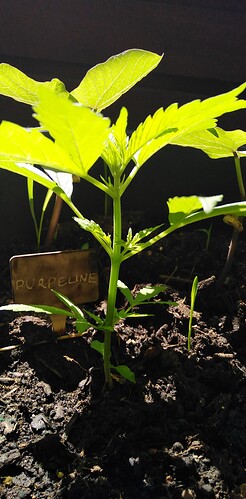Growreport Bild 8